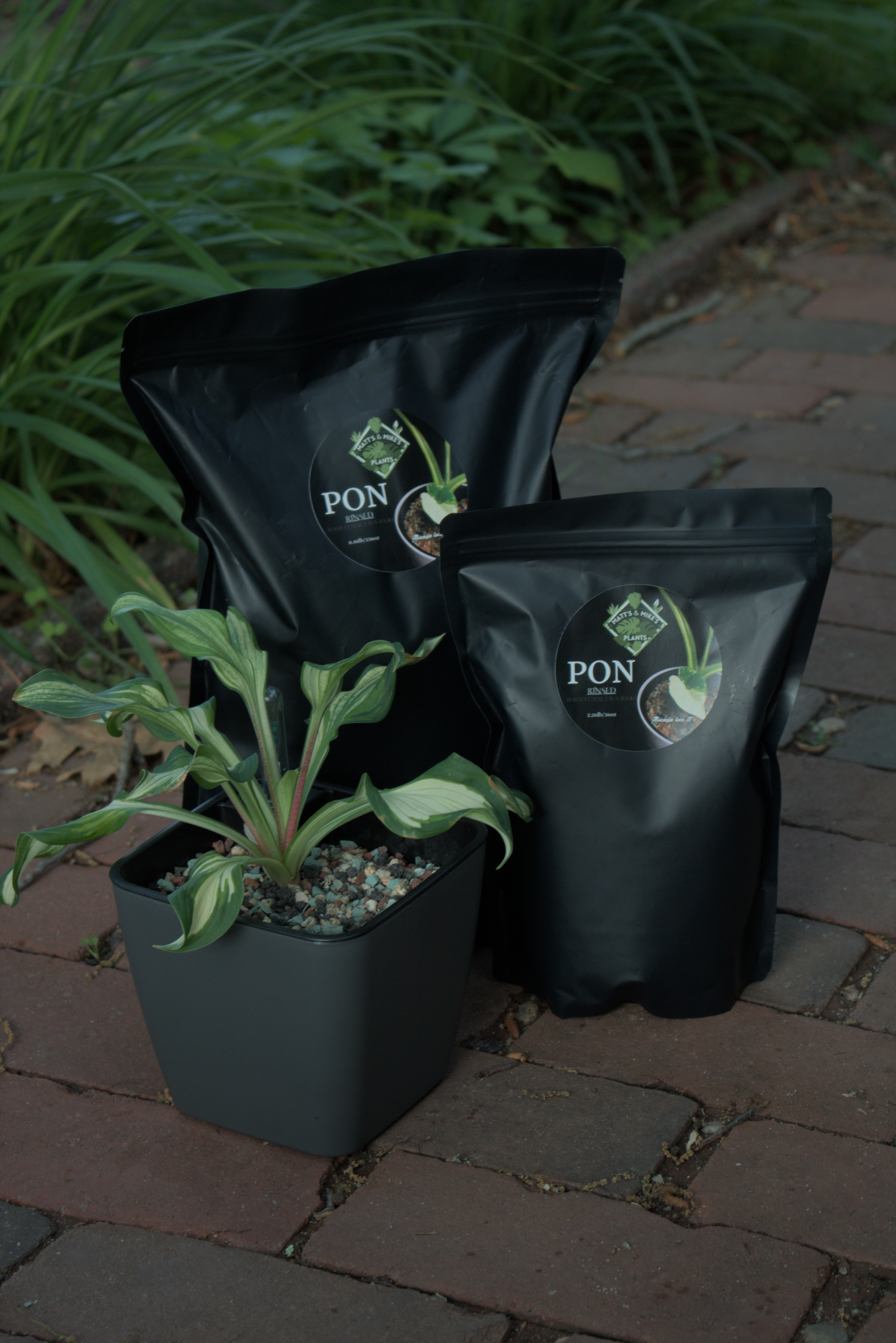 PON for Houseplants in Semi-Hydro 8.48lb/136oz - Prerinsed Horticultural Lava Rocks
