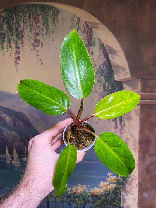 Philodendron Painted Lady (FREE Shipping)
