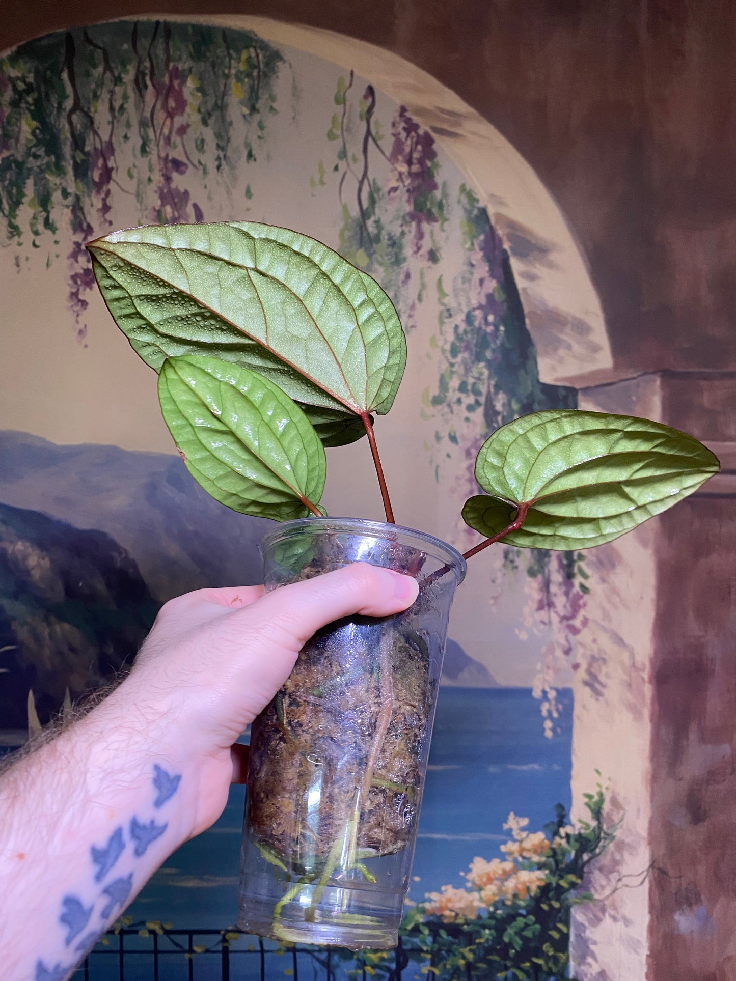 Anthurium Radicans x Luxurians (FREE Shipping)