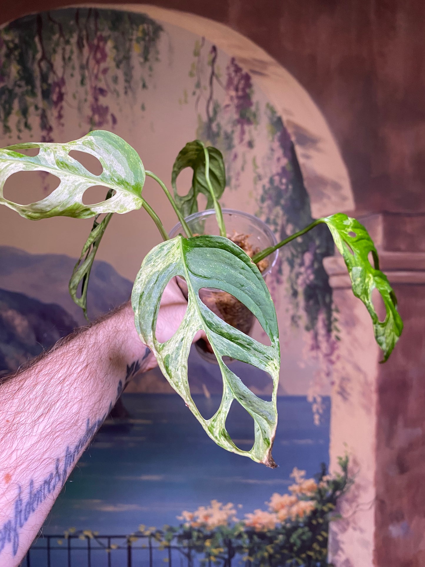 Monstera Adansonii Indonesian Mint (FREE Shipping)