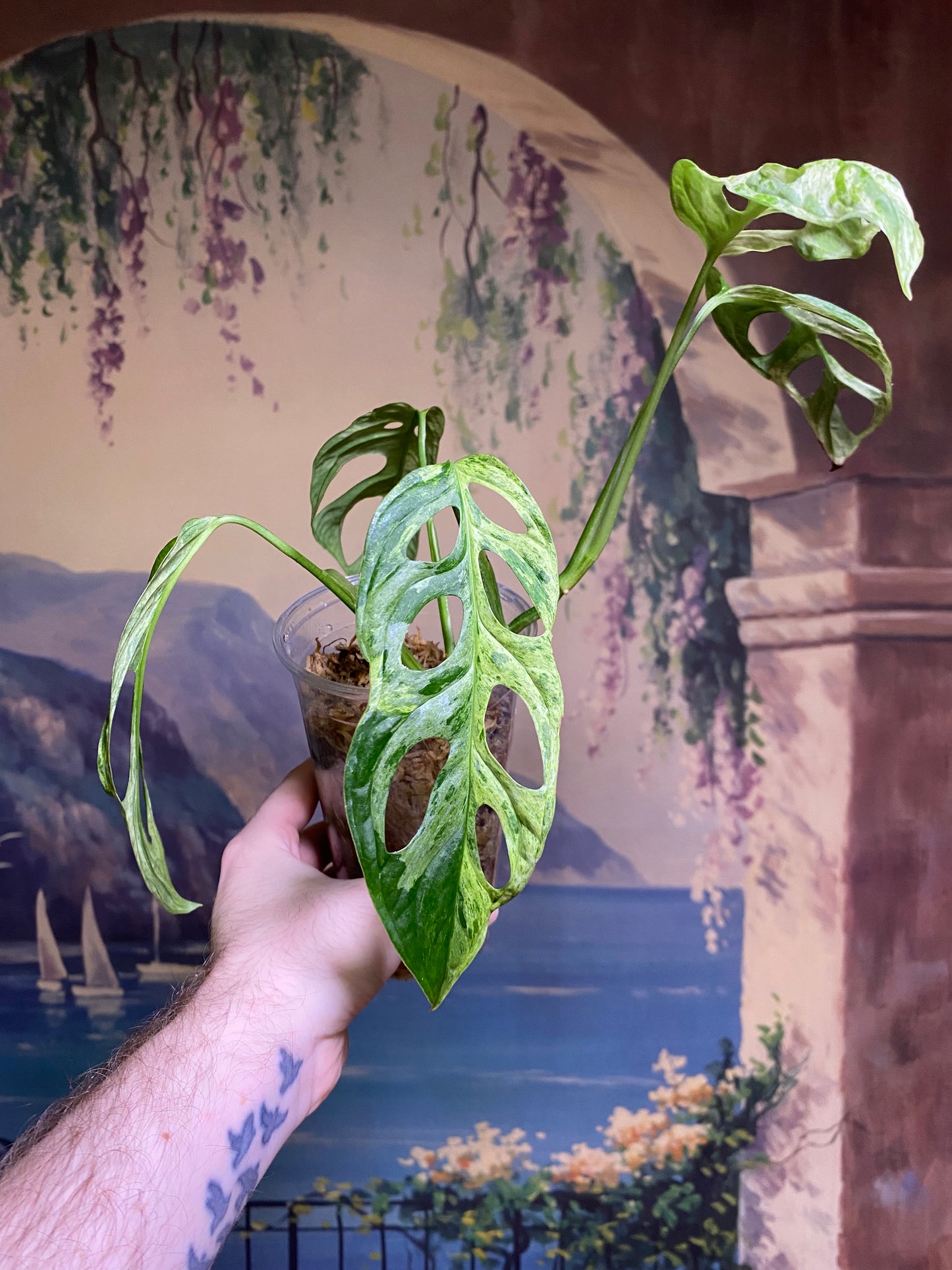 Monstera Adansonii Indonesian Mint (FREE Shipping)