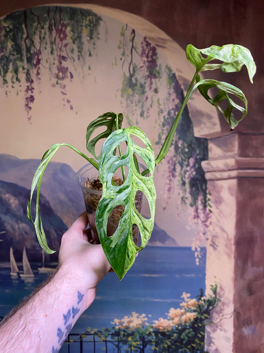 Monstera Adansonii Indonesian Mint (FREE Shipping)