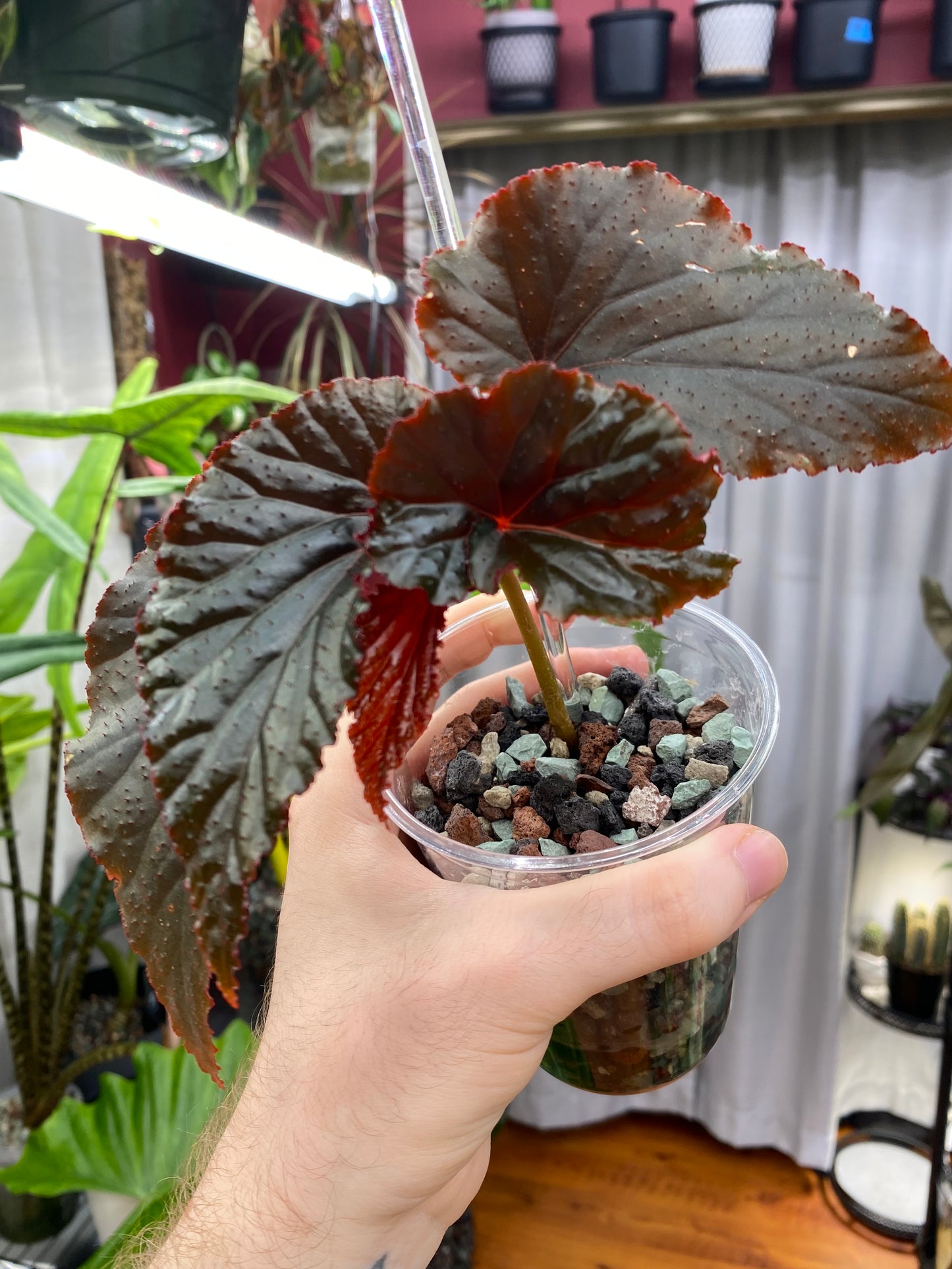 PON for Houseplants in Semi-Hydro 7.25lb/116oz - Horticultural Lava Rocks