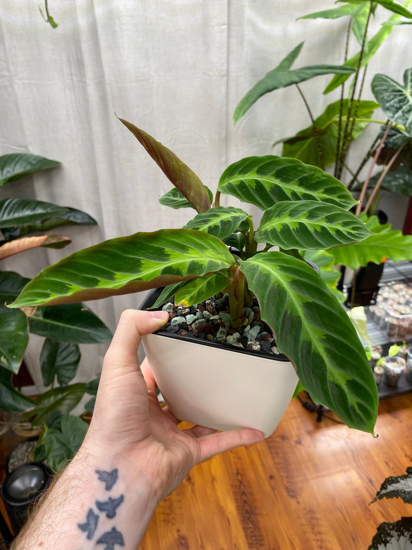 PON for Houseplants in Semi-Hydro 7.25lb/116oz - Horticultural Lava Rocks