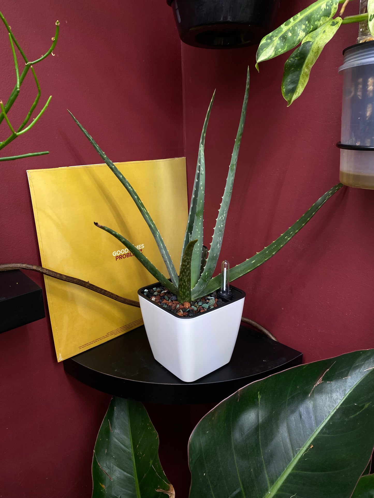 PON for Houseplants in Semi-Hydro 7.25lb/116oz - Horticultural Lava Rocks