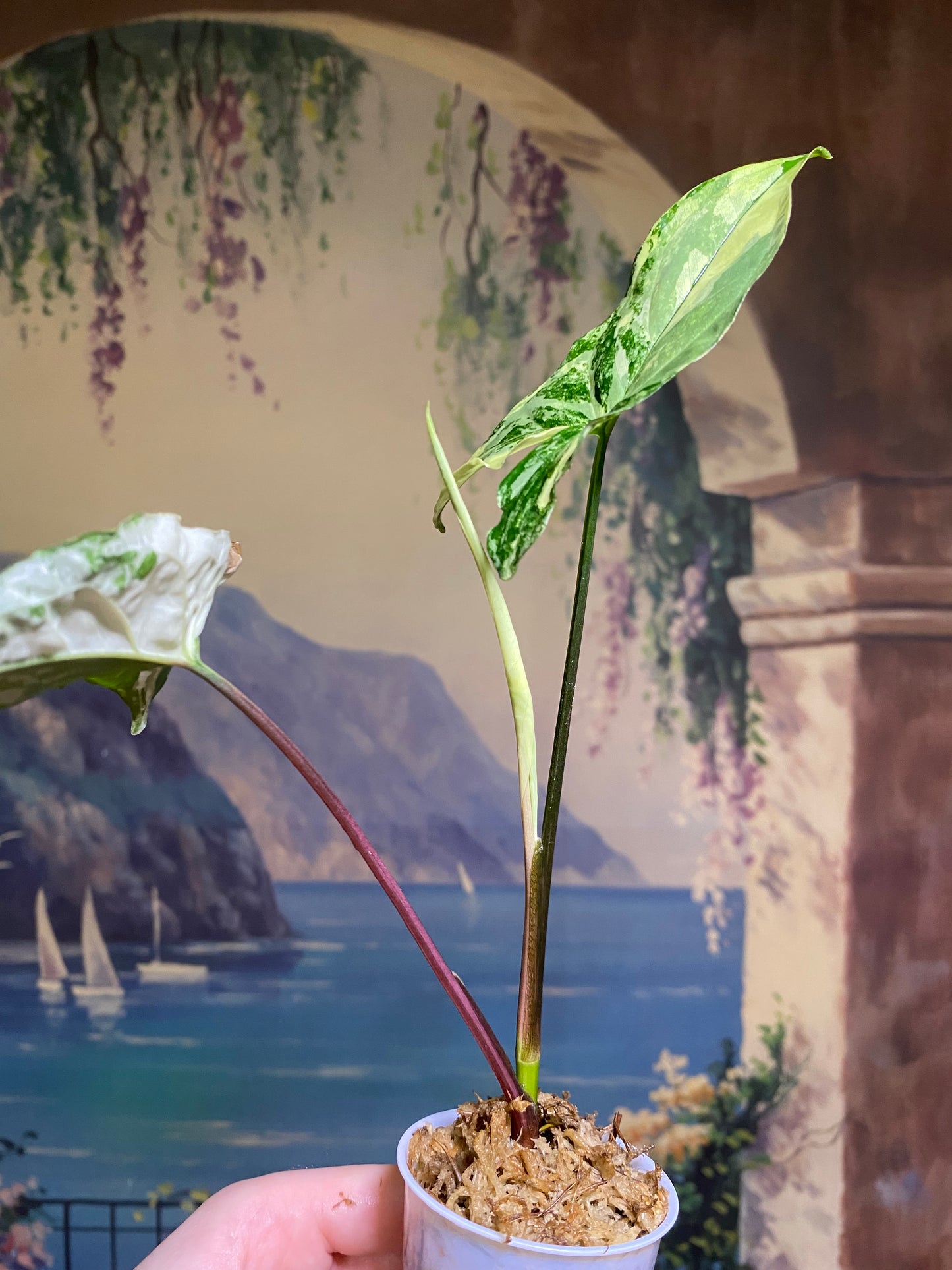 Syngonium Albo (FREE Shipping)