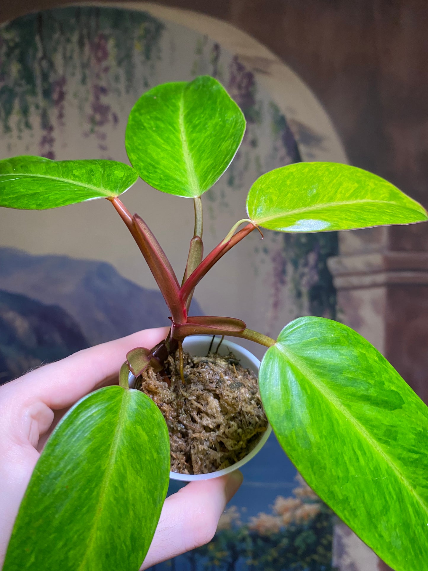 Philodendron Painted Lady (FREE Shipping)