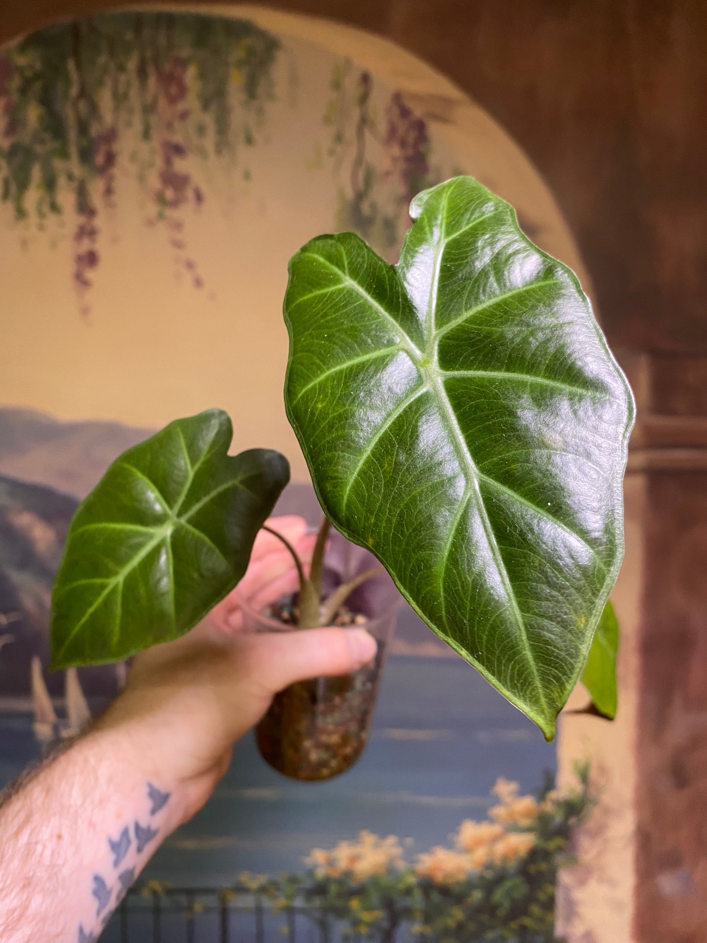 Alocasia Mayans Mask