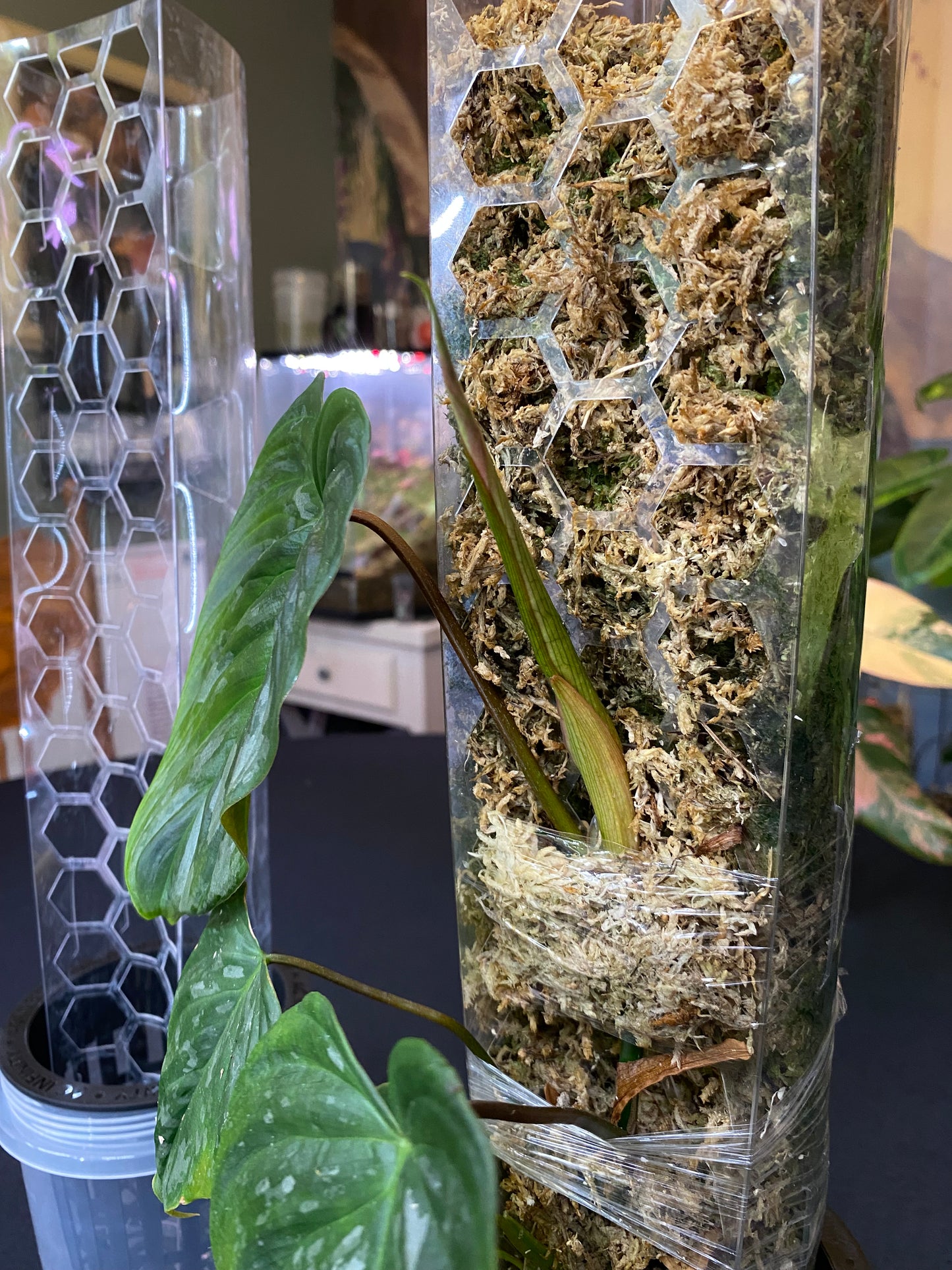 Intergrated Moss Pole & Self-Watering Cache Pot - Vertical Climbing Support for Monstera, Philodendron, and Many Other Climbing Plants!