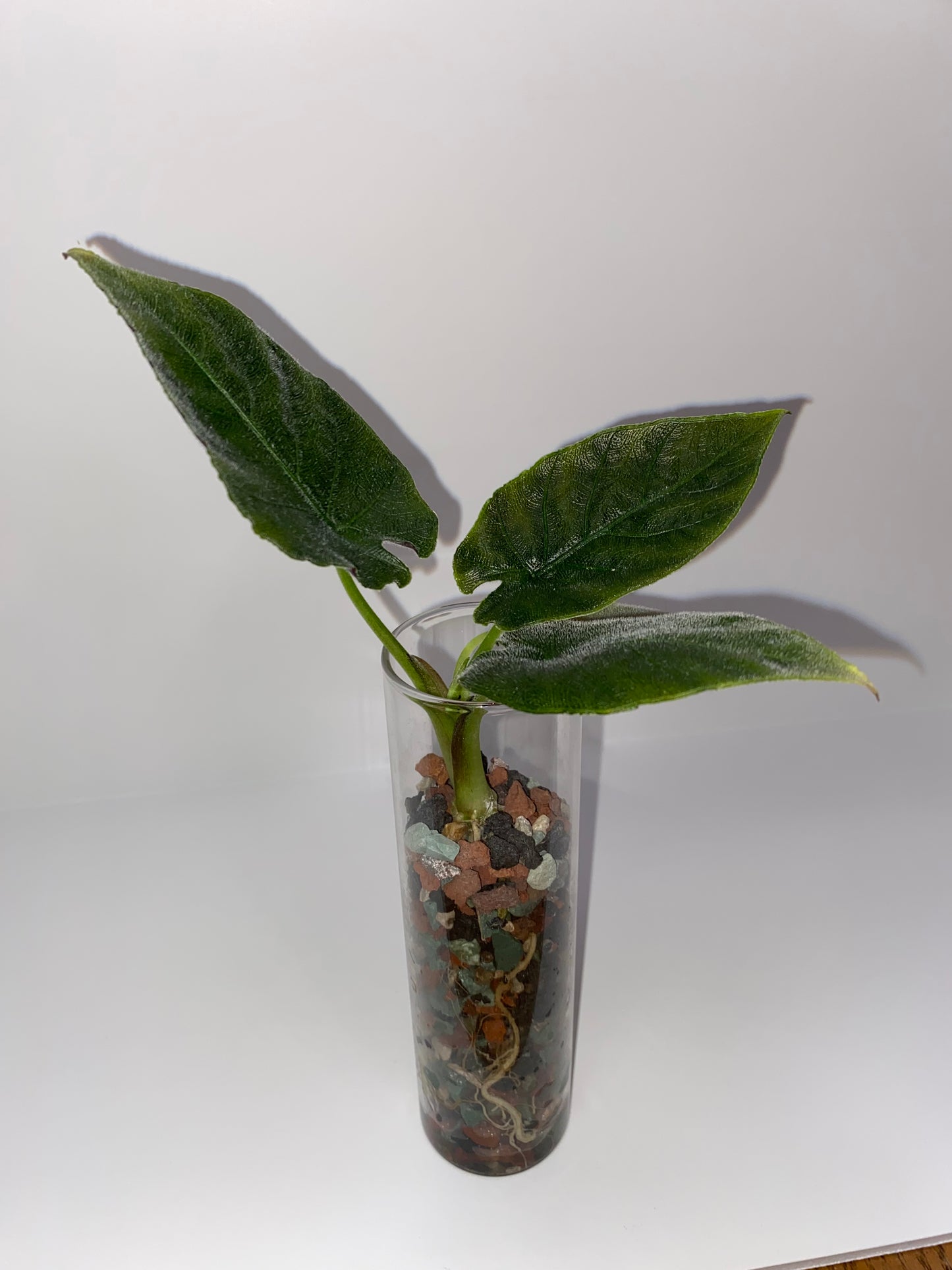 PON for Houseplants in Semi-Hydro 7.25lb/116oz - Horticultural Lava Rocks