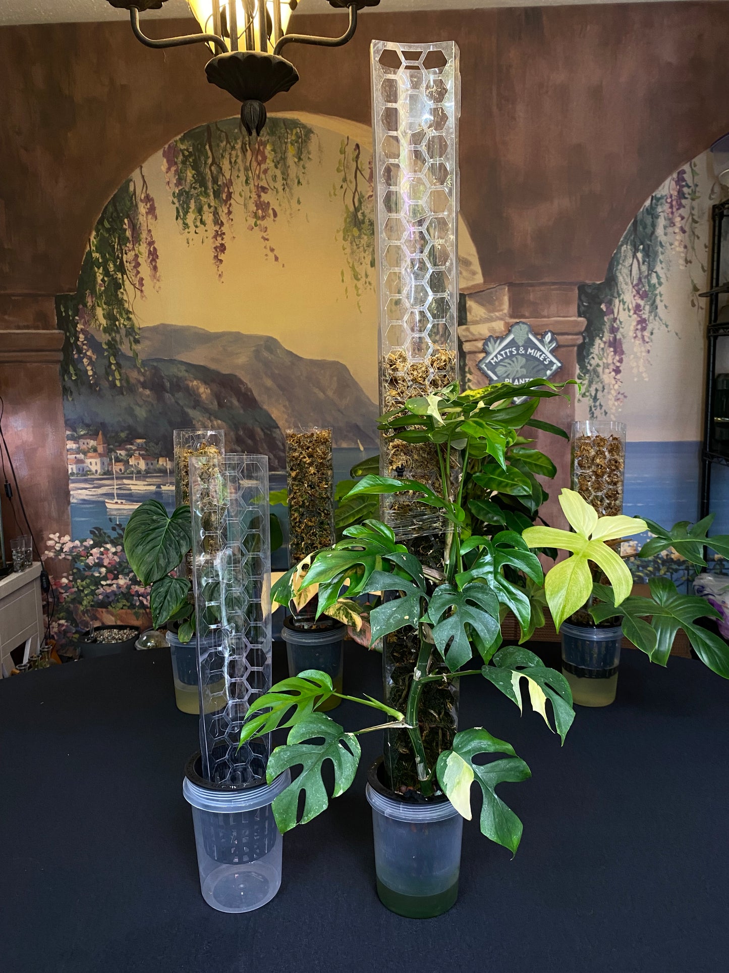 Intergrated Moss Pole & Self-Watering Cache Pot - Vertical Climbing Support for Monstera, Philodendron, and Many Other Climbing Plants!