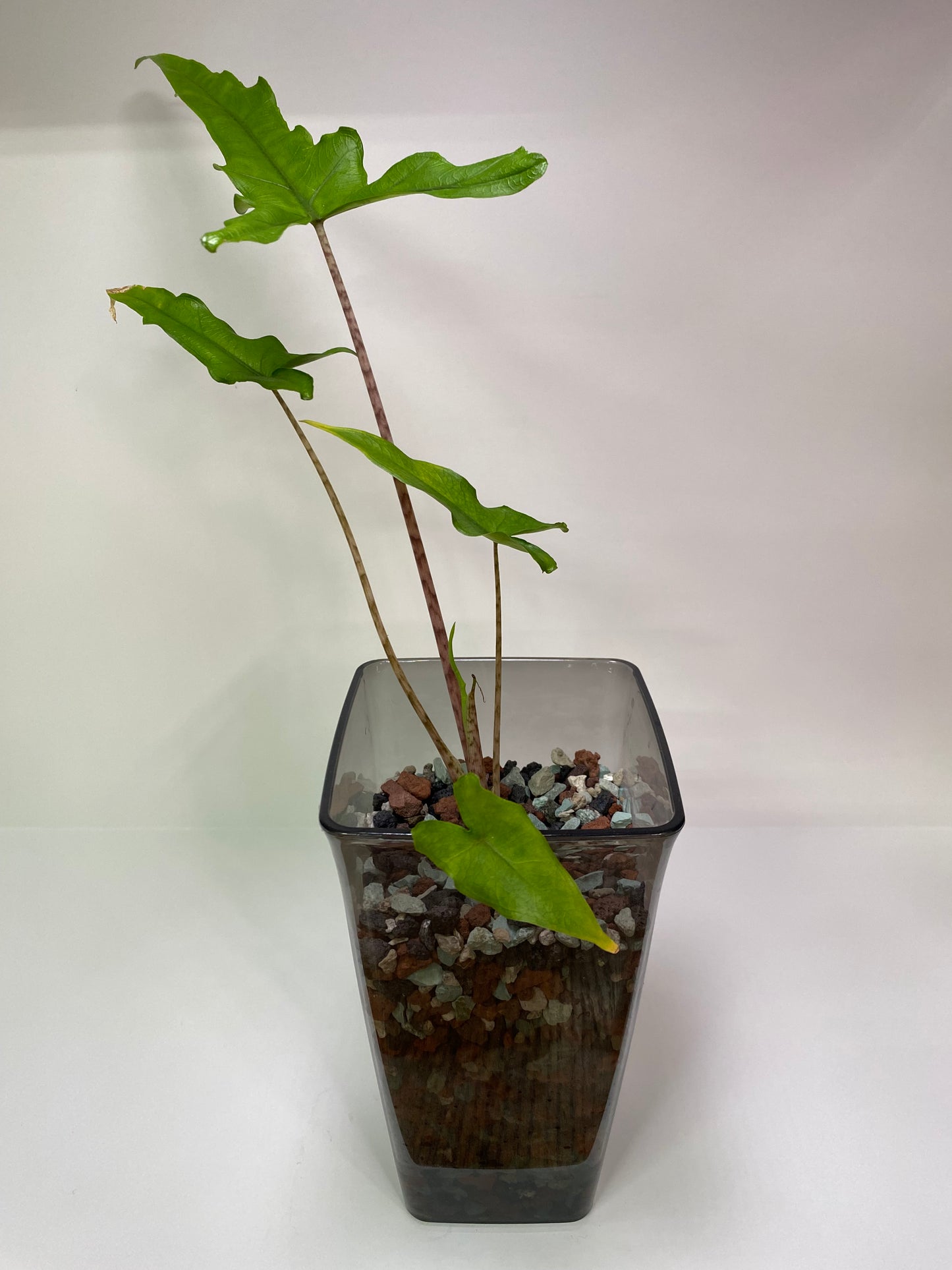 PON for Houseplants in Semi-Hydro 7.25lb/116oz - Horticultural Lava Rocks