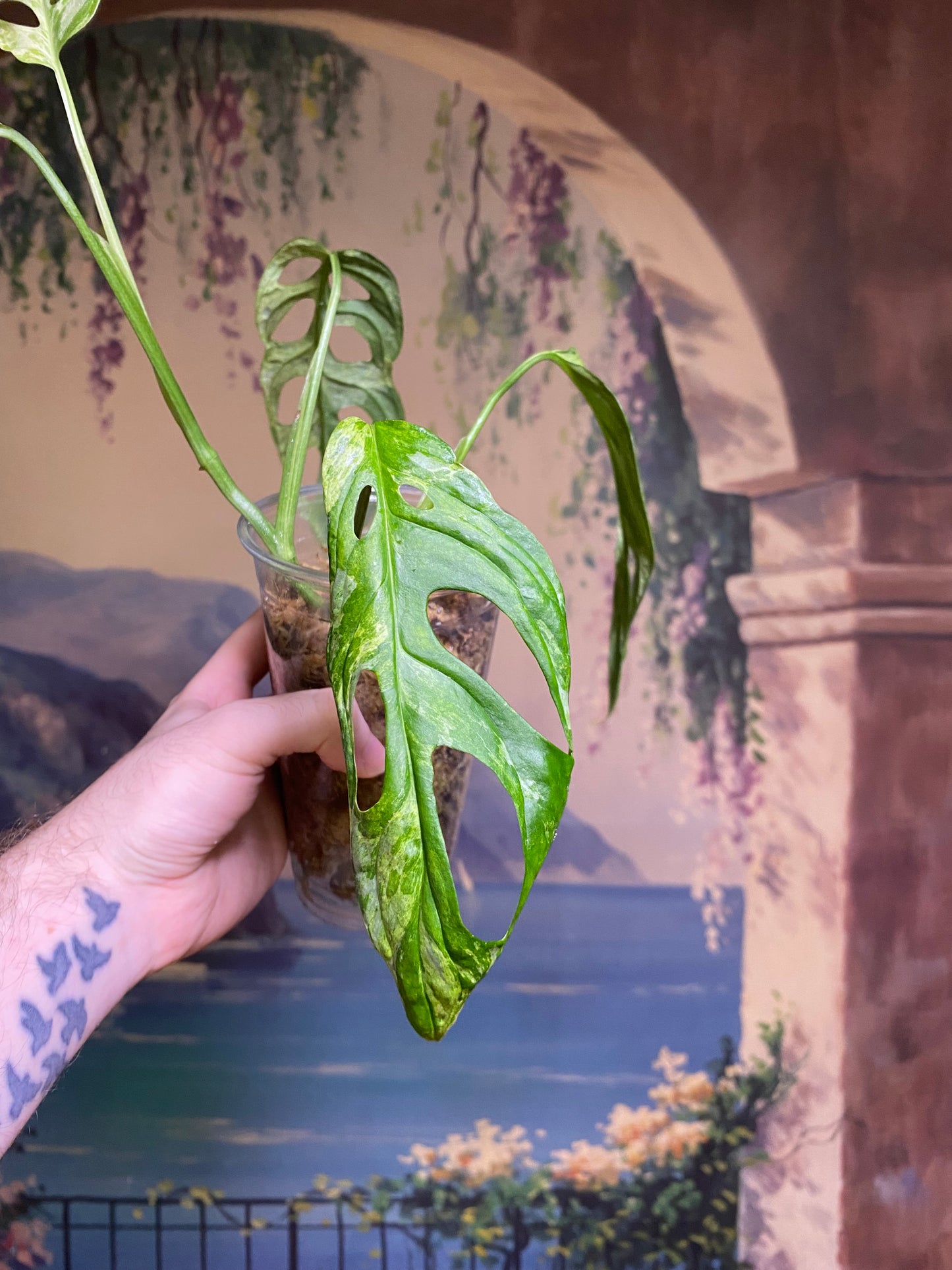 Monstera Adansonii Indonesian Mint (FREE Shipping)