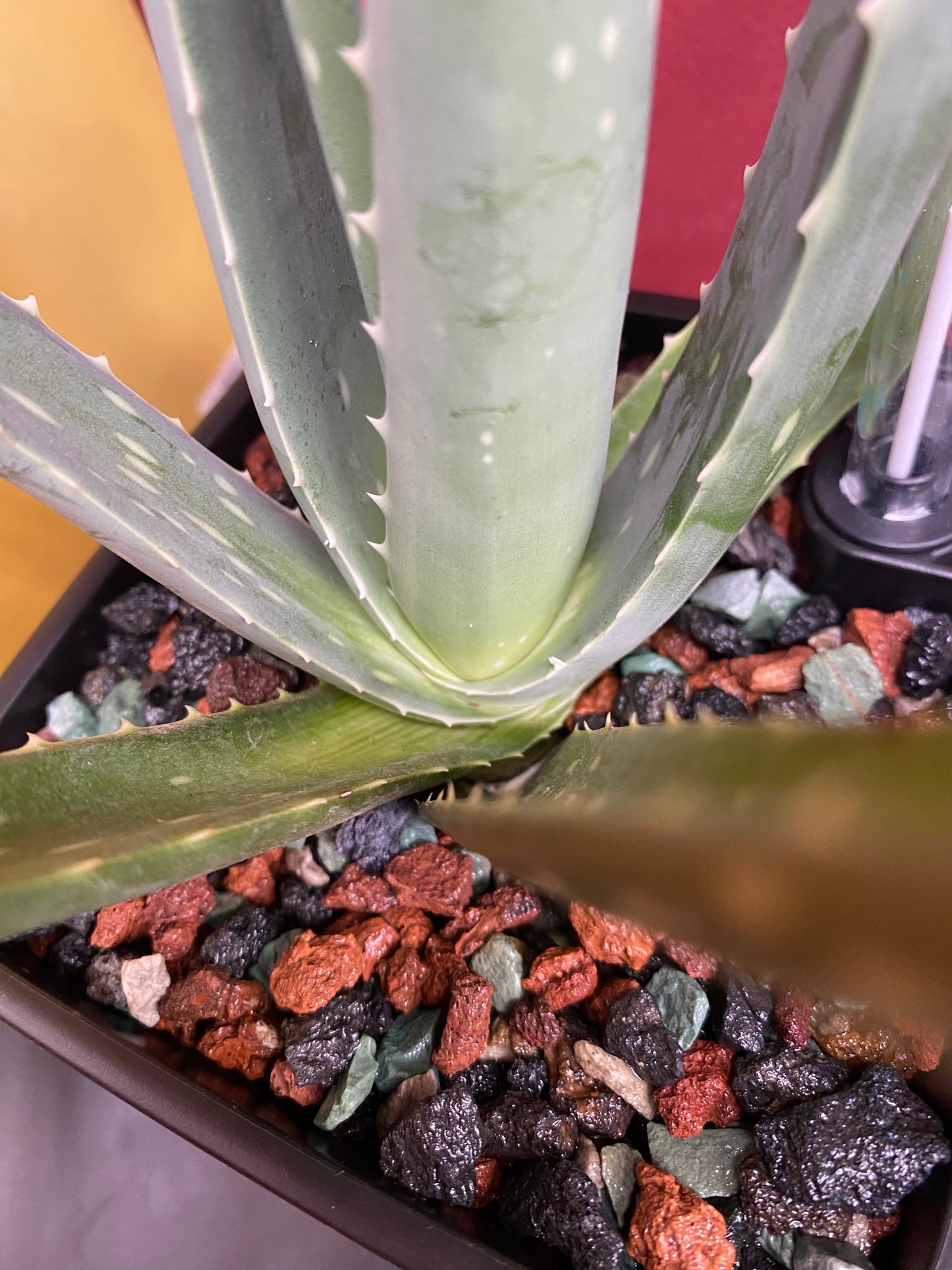 PON for Houseplants in Semi-Hydro 7.25lb/116oz - Horticultural Lava Rocks