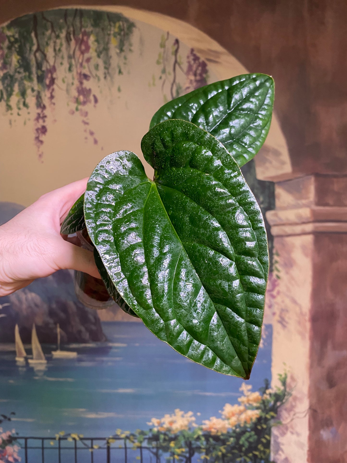 Anthurium Radicans x Luxurians (FREE Shipping)