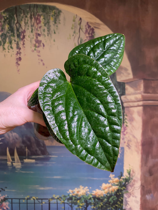 Anthurium Radicans x Luxurians (FREE Shipping)