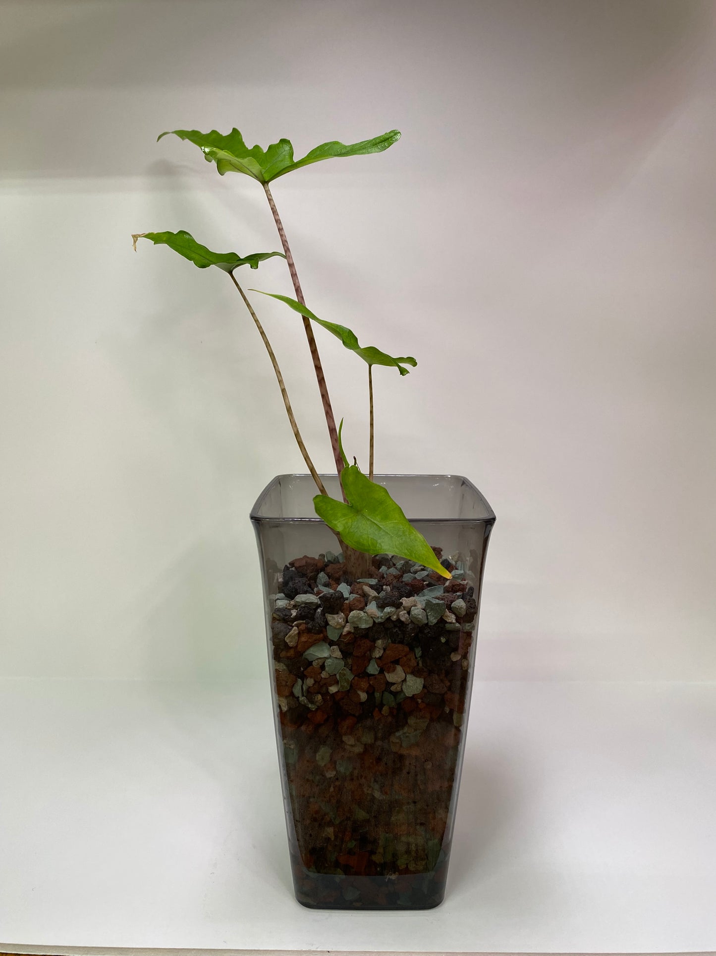 PON for Houseplants in Semi-Hydro 7.25lb/116oz - Horticultural Lava Rocks