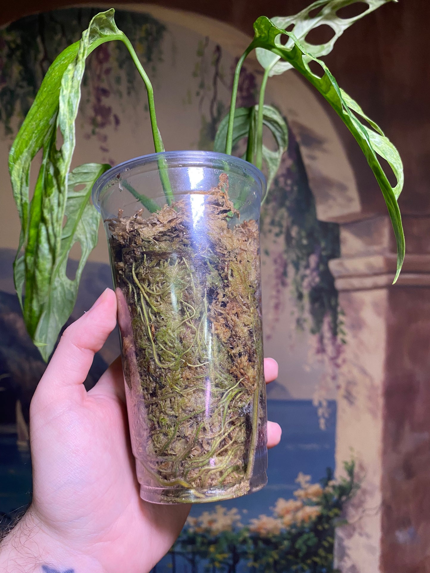 Monstera Adansonii Indonesian Mint (FREE Shipping)