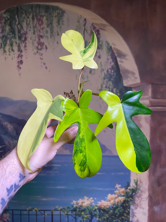 Philodendron Florida Beauty (FREE Shipping)