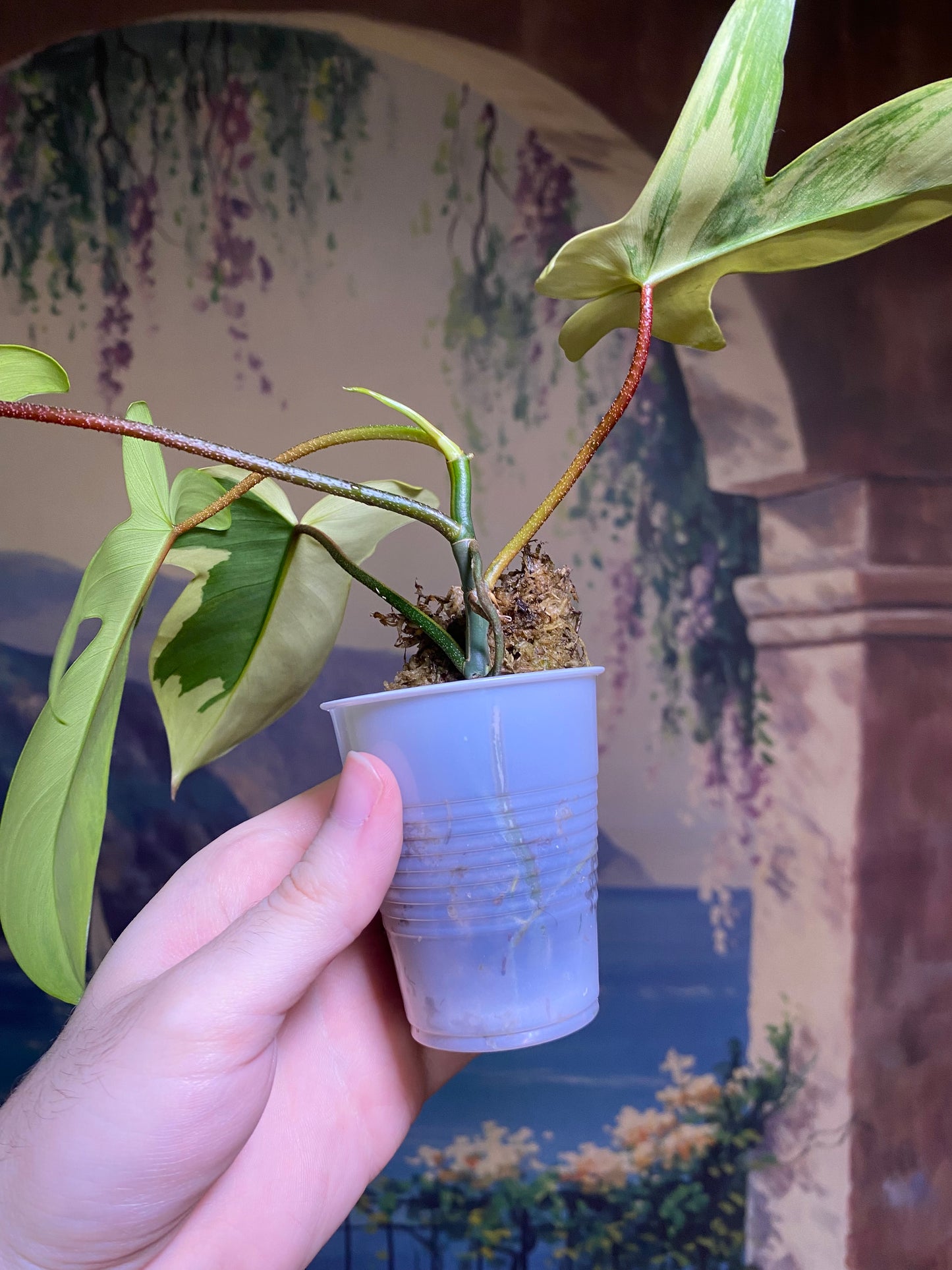 Philodendron Florida Beauty (FREE Shipping)