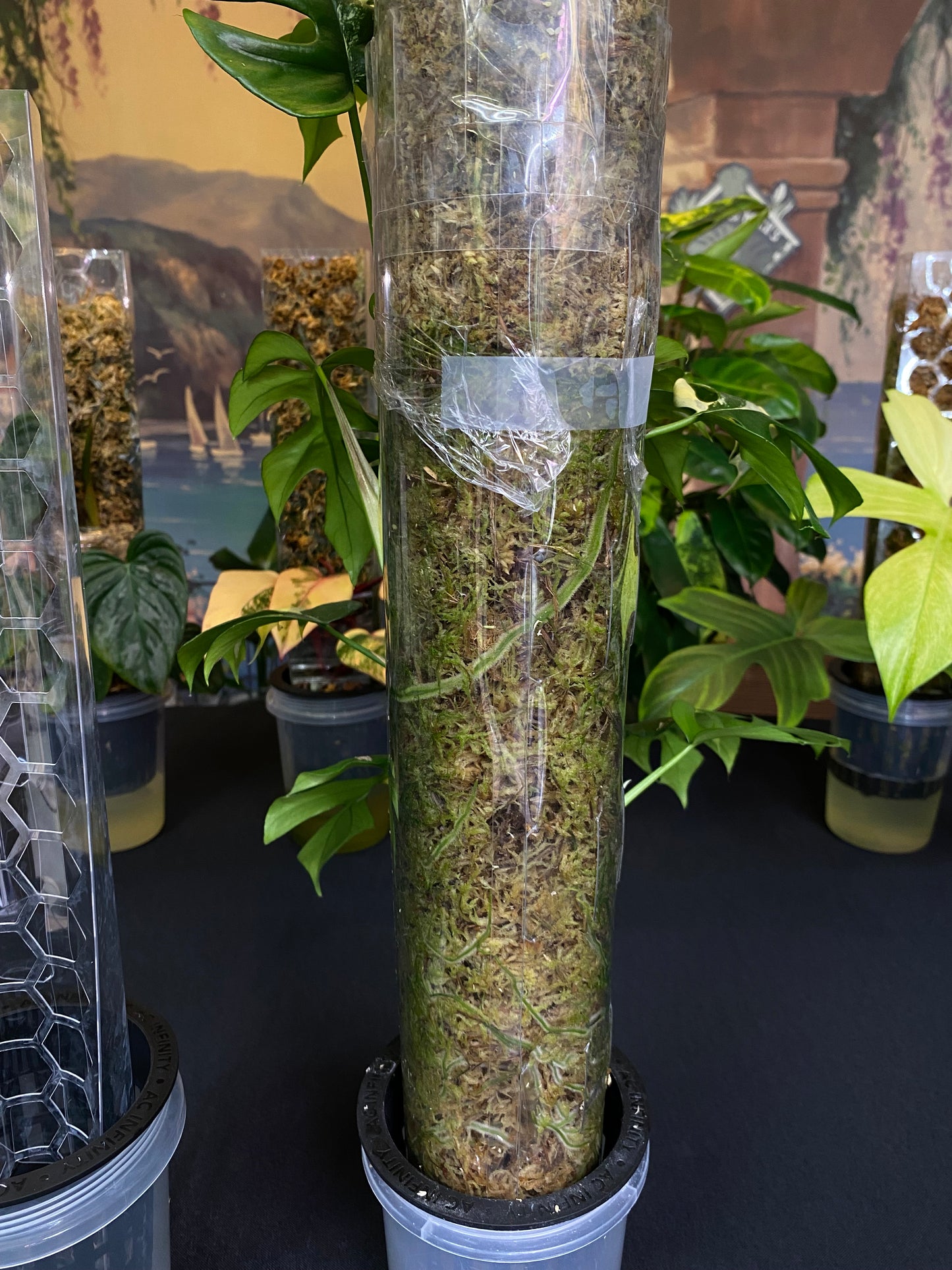 Intergrated Moss Pole & Self-Watering Cache Pot - Vertical Climbing Support for Monstera, Philodendron, and Many Other Climbing Plants!