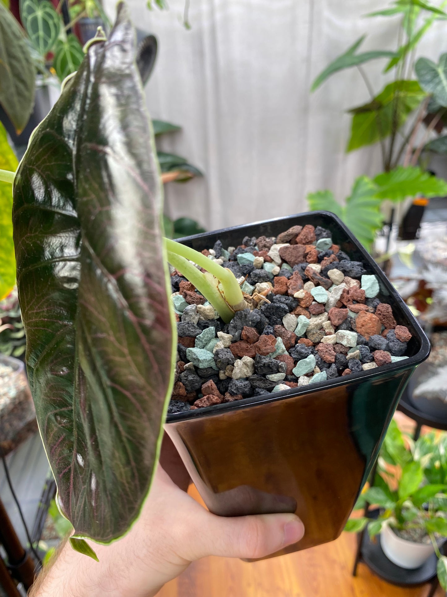 PON for Houseplants in Semi-Hydro 7.25lb/116oz - Horticultural Lava Rocks