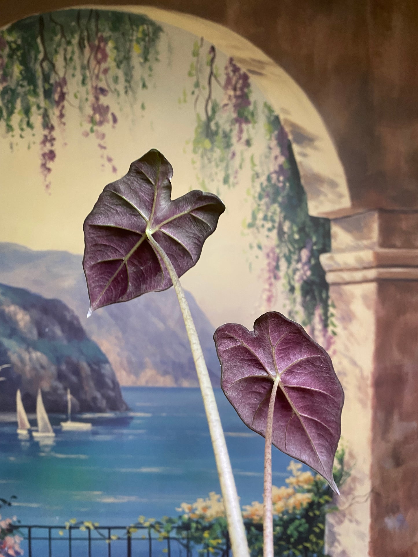 Alocasia Mayans Mask