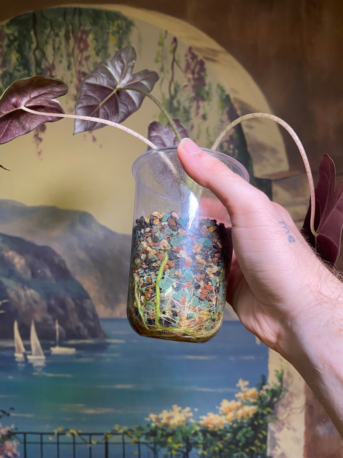 Alocasia Mayans Mask