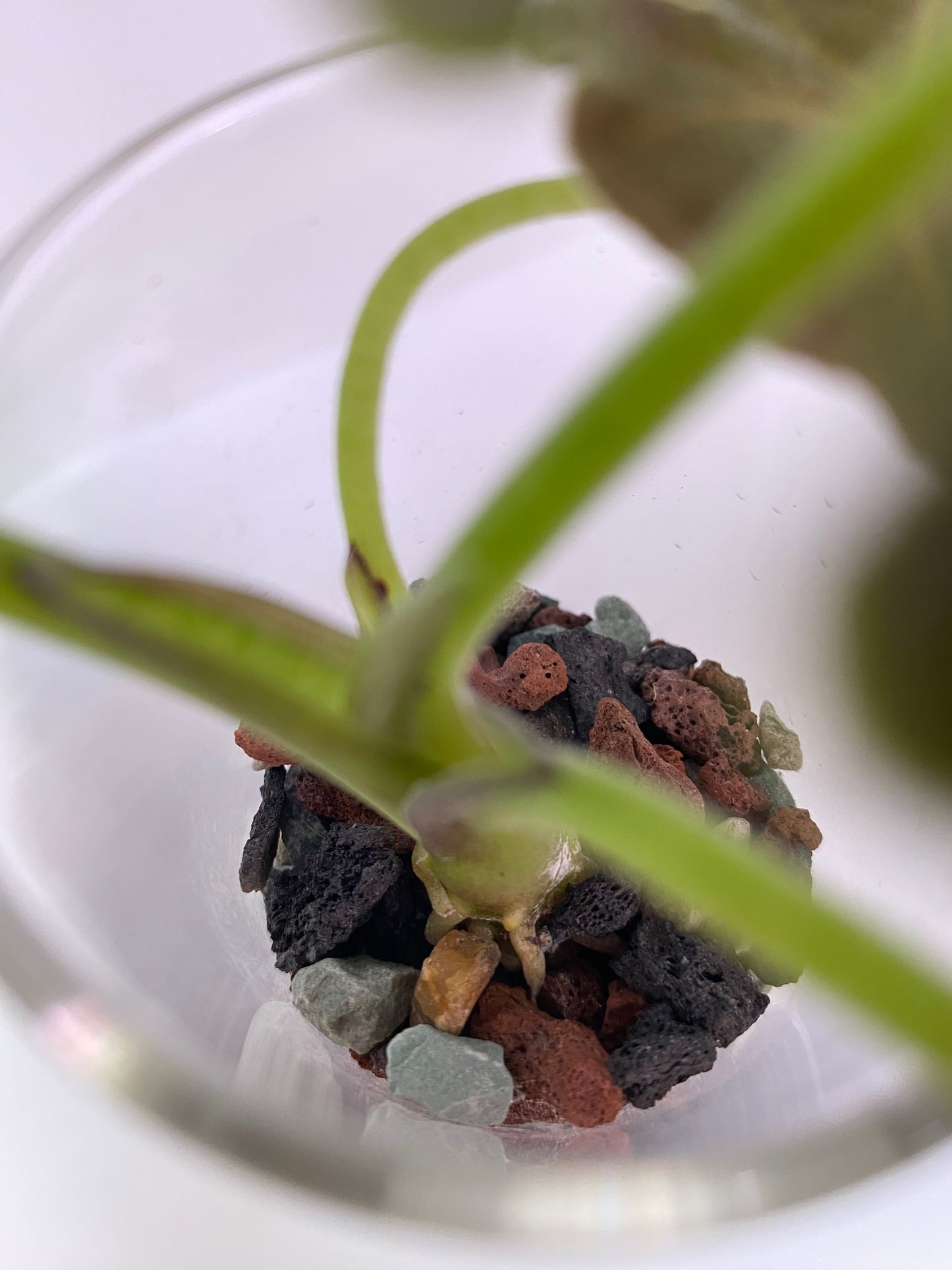 PON for Houseplants in Semi-Hydro 7.25lb/116oz - Horticultural Lava Rocks