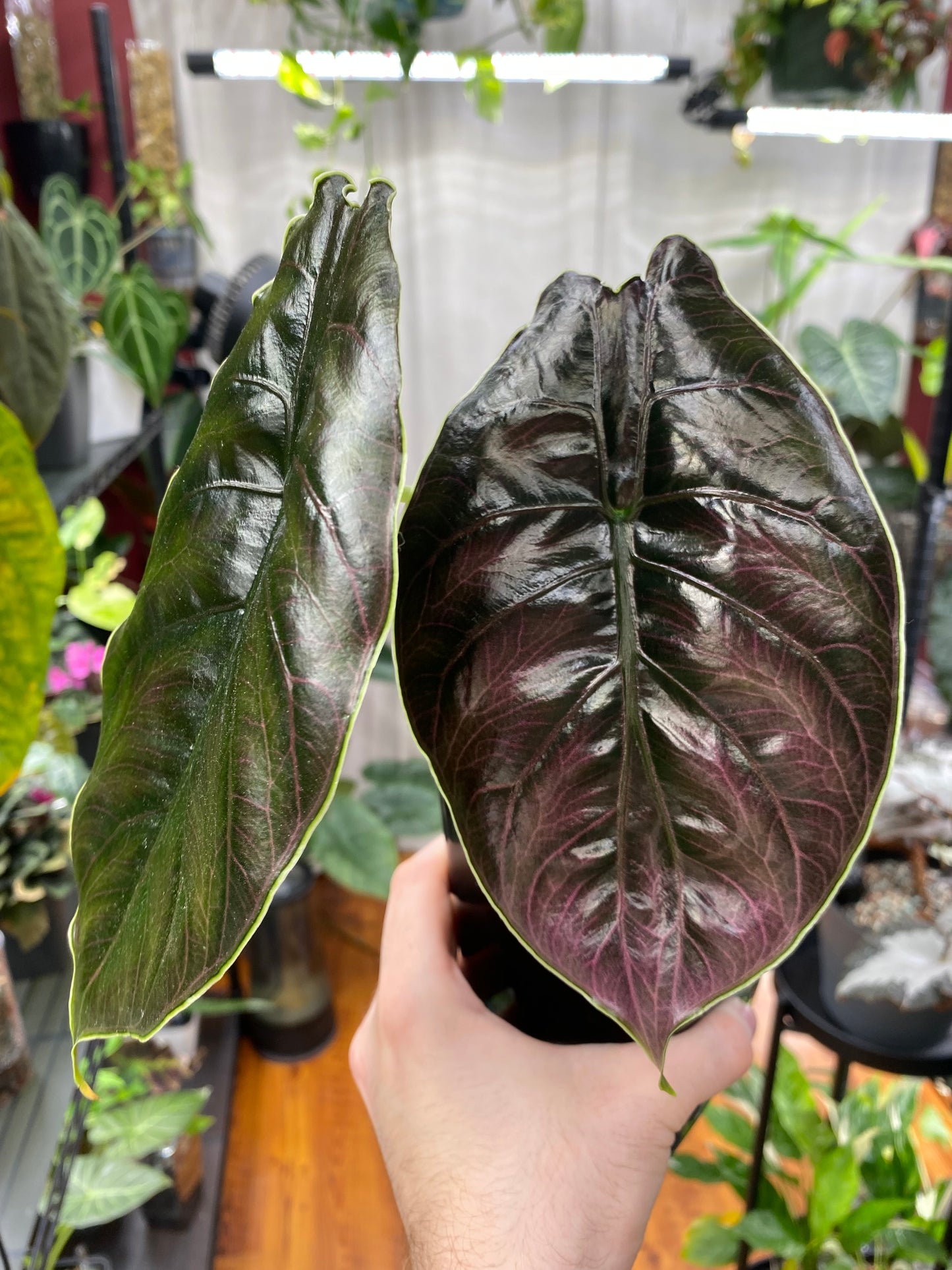 PON for Houseplants in Semi-Hydro 7.25lb/116oz - Horticultural Lava Rocks