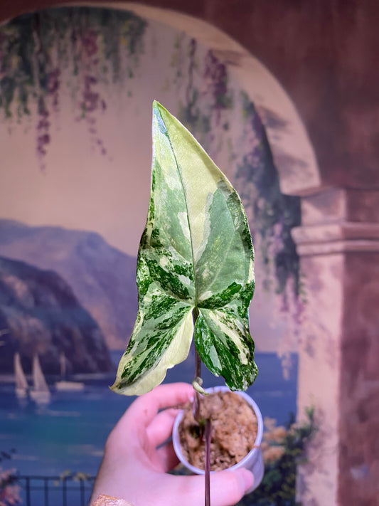 Syngonium Albo (FREE Shipping)