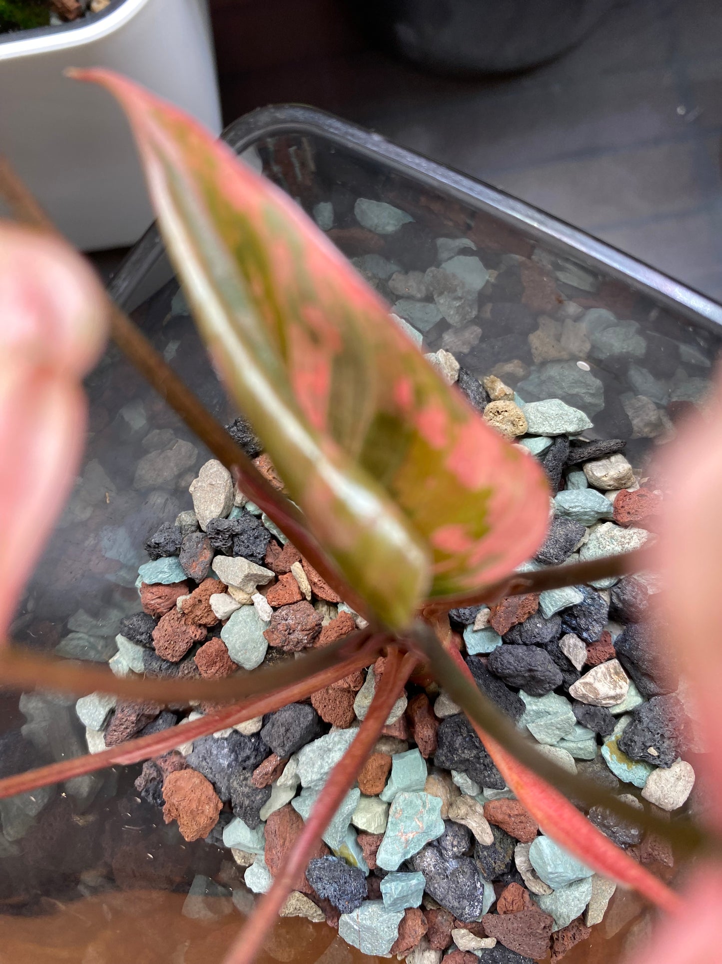 PON for Houseplants in Semi-Hydro 7.25lb/116oz - Horticultural Lava Rocks