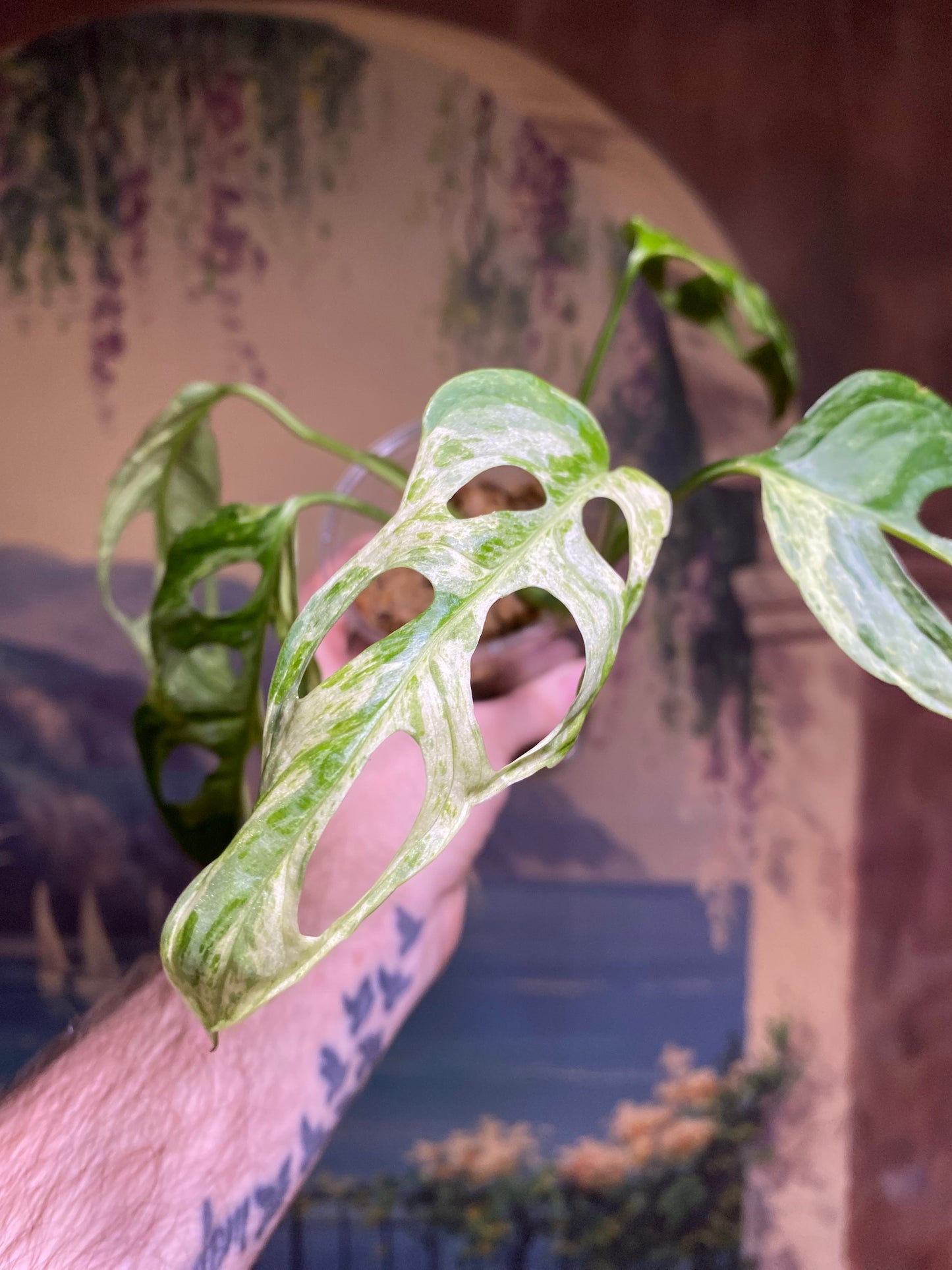 Monstera Adansonii Indonesian Mint (FREE Shipping)