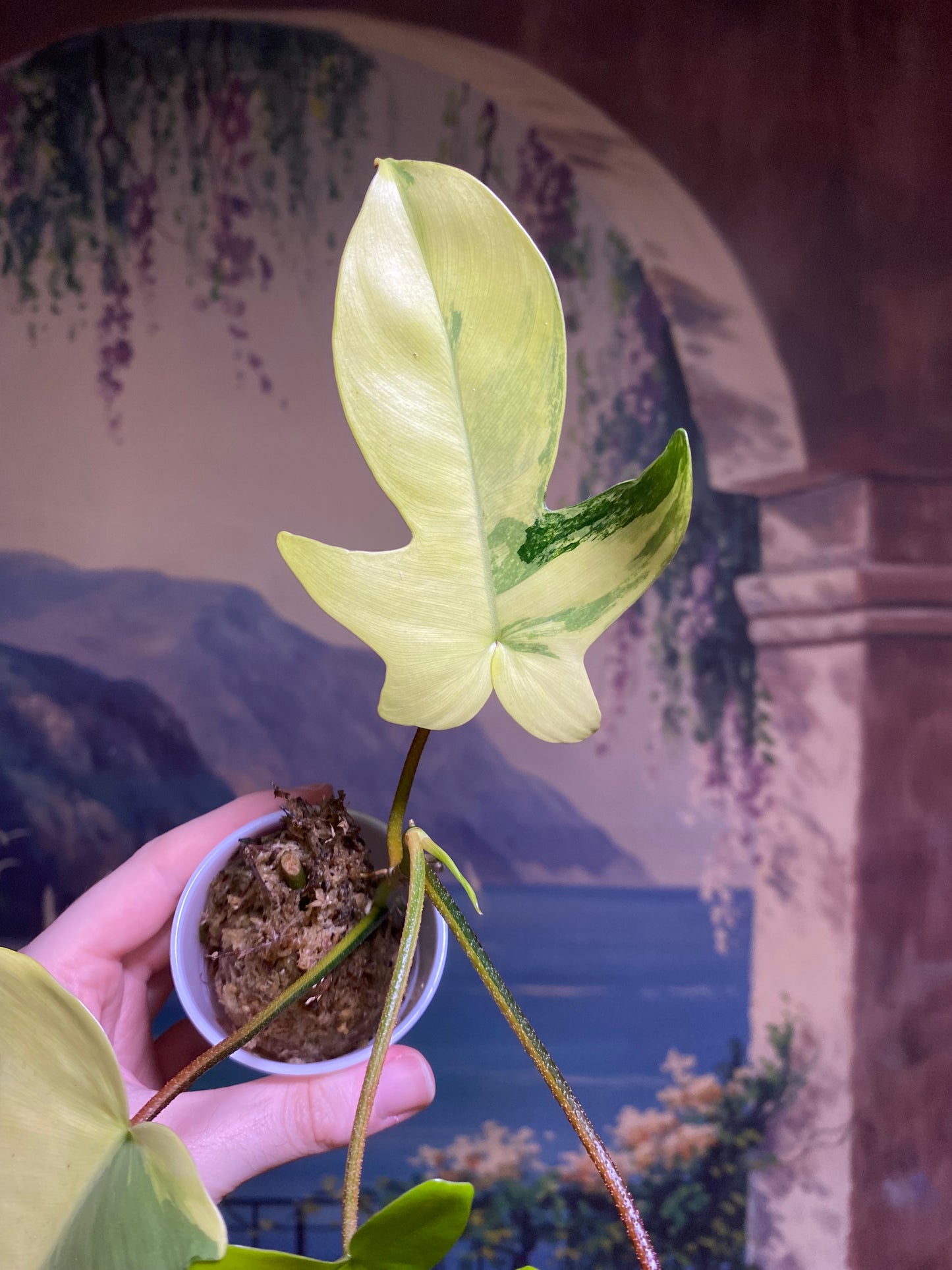 Philodendron Florida Beauty (FREE Shipping)