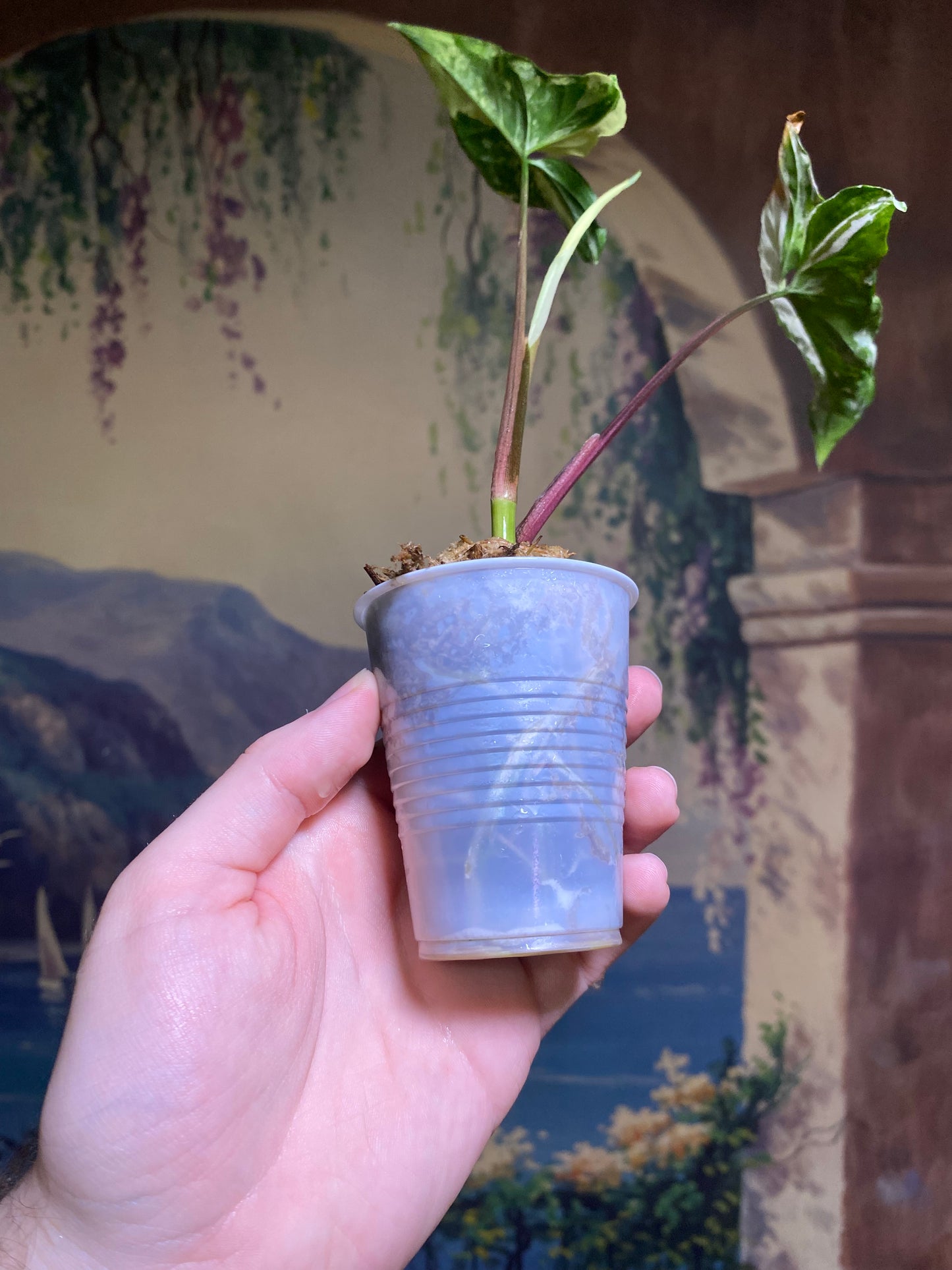 Syngonium Albo (FREE Shipping)