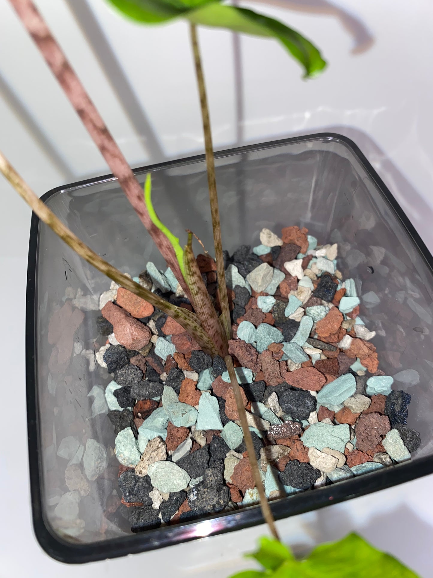 PON for Houseplants in Semi-Hydro 7.25lb/116oz - Horticultural Lava Rocks