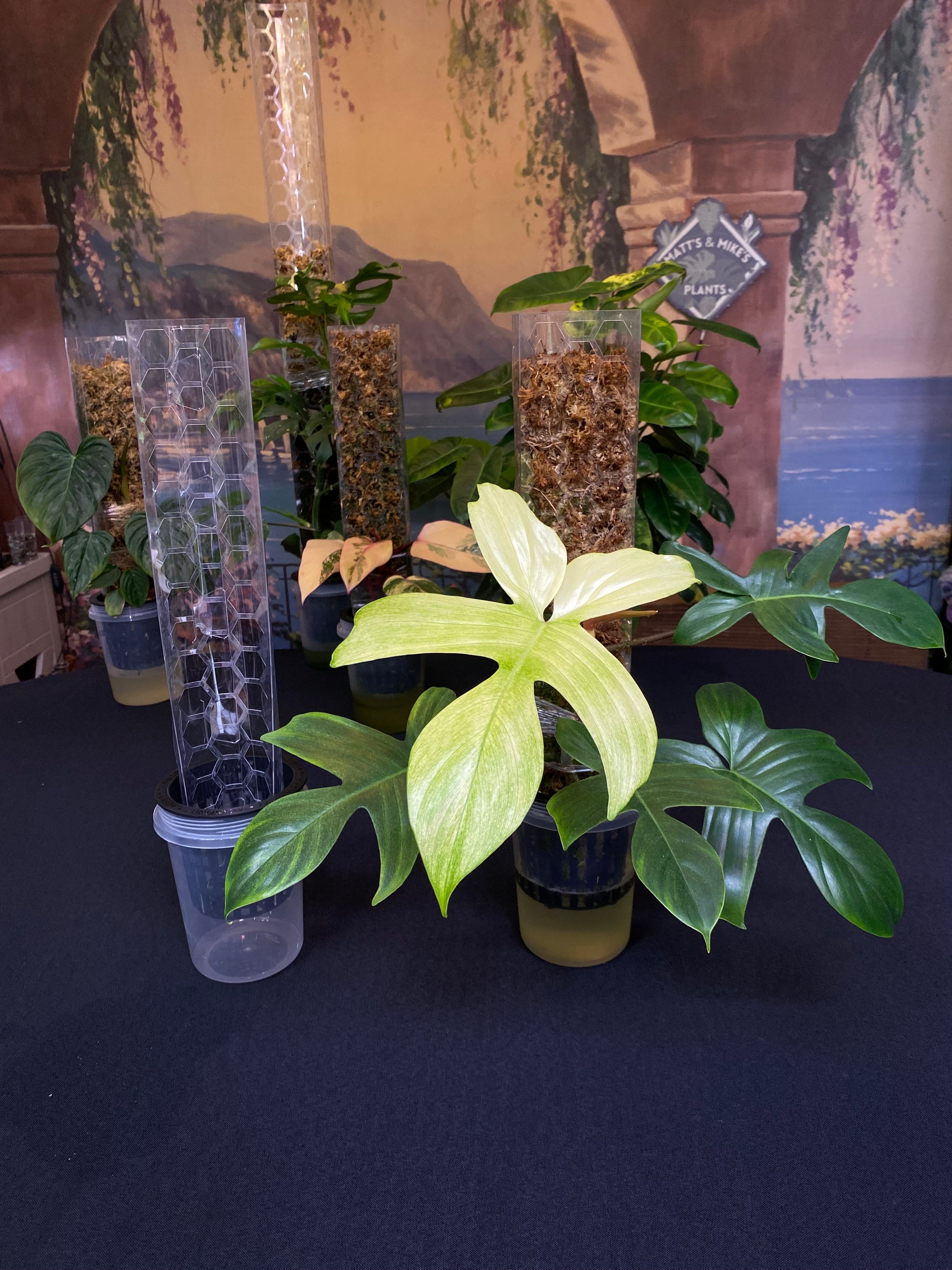 philodendron florida ghost moss pole Intergrated Moss Pole & Self-Watering Cache Pot
