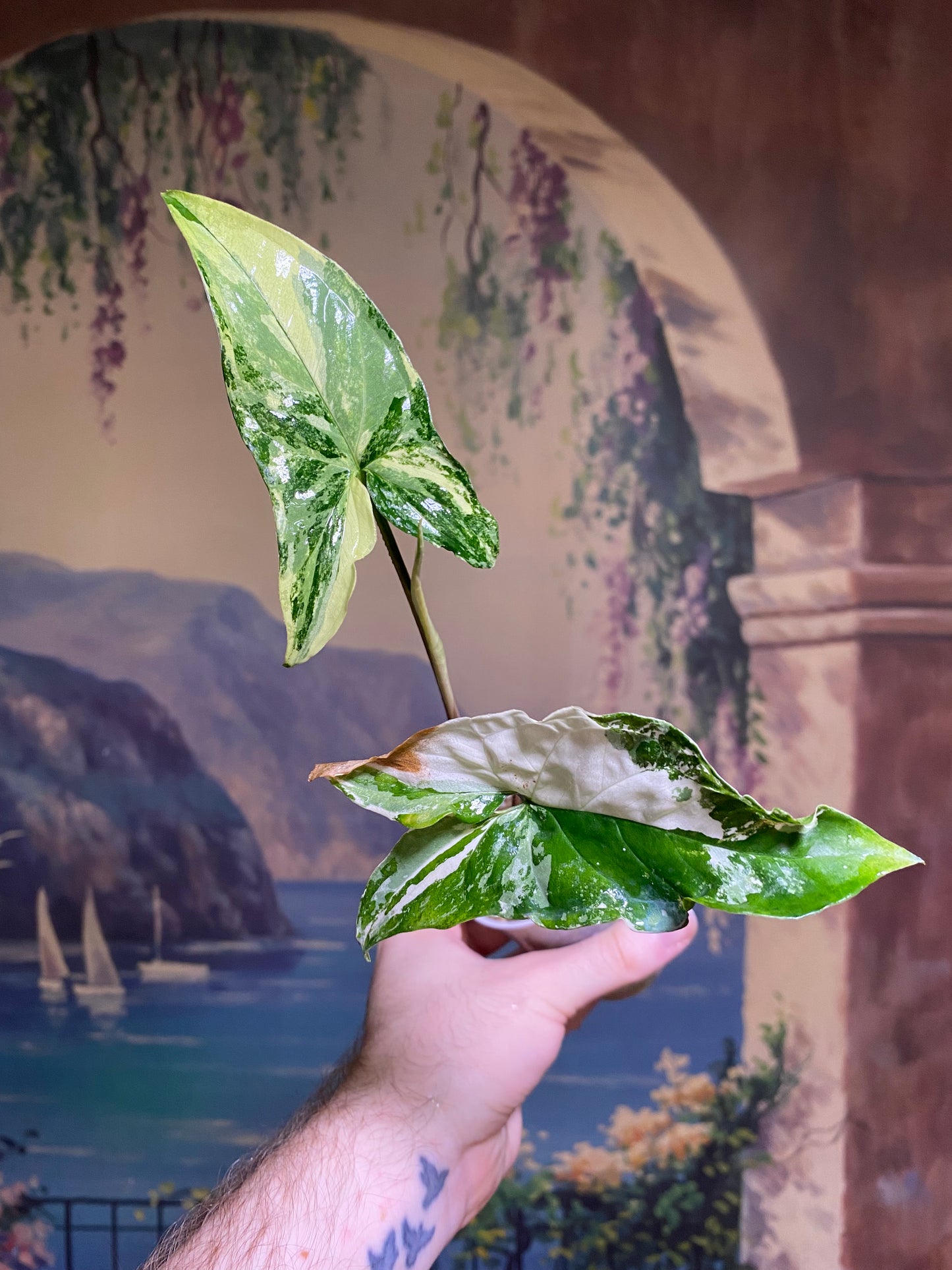 Syngonium Albo (FREE Shipping)